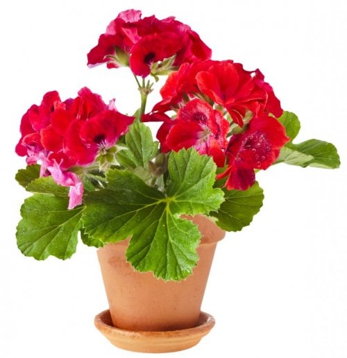 Pelargonija Zonale lončanica Ø 12 cm, visina 30 cm - Akcija u trgovini Plodine