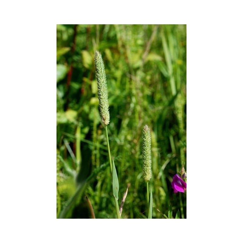 Mačji repak u tegli T12 - Akcija u trgovini Bauhaus