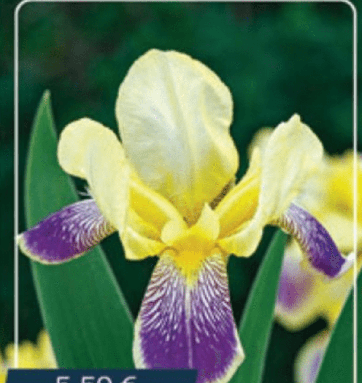 Žiris germanica - Akcija u trgovini Vinkoprom