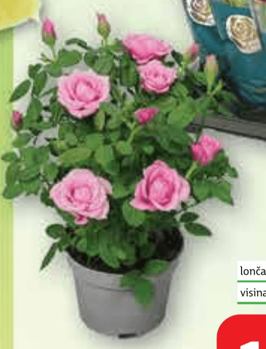 Ruža Mix lončanica Ø 10,5 cm, visina 32 cm - Akcija u trgovini Plodine