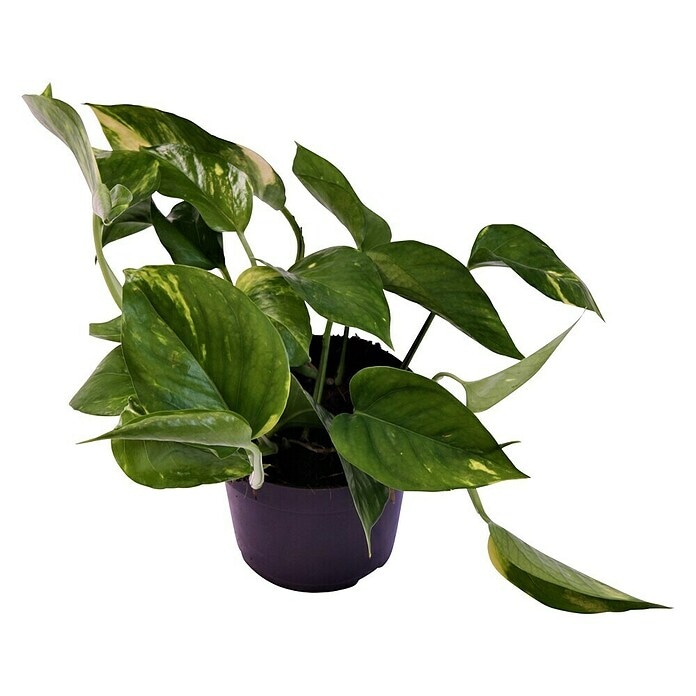 Zlatni Puzavac 1 komad - Akcija u trgovini Plodine