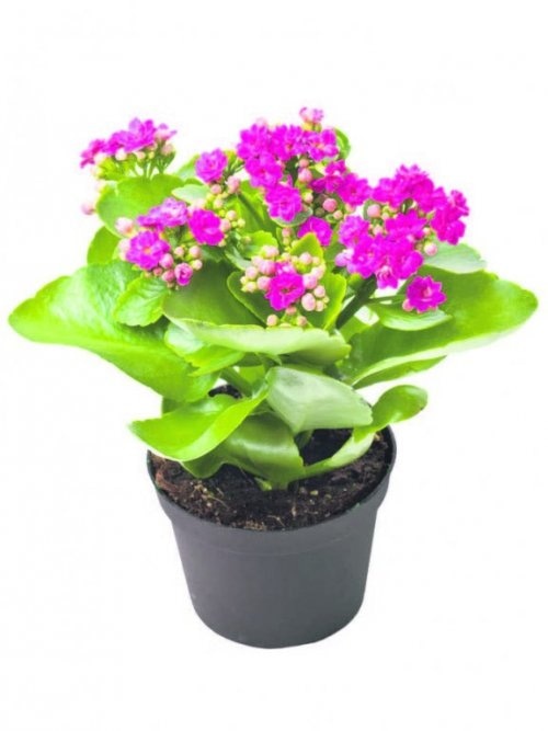 Cvijet Kalanchoe Ø 12 cm - Akcija u trgovini KTC