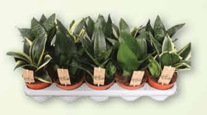 Sansevieria Mix lončanica Ø 12 cm, visina 40 cm - Akcija u trgovini Plodine