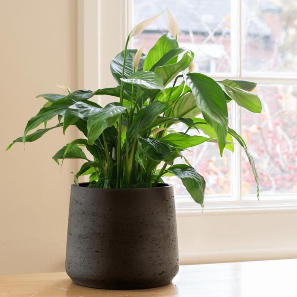 Spatifilijum - Akcija u trgovini Plodine