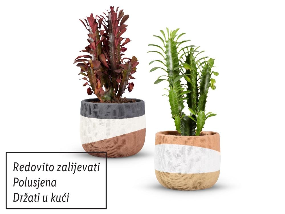 Euphorbia Akcija u trgovini Lidl