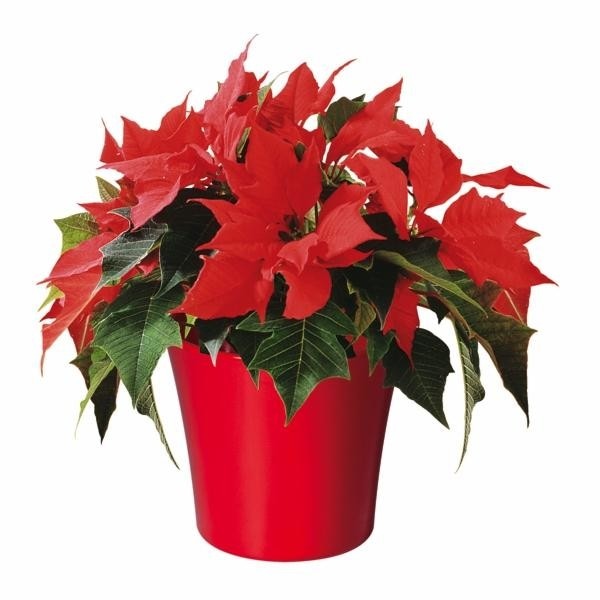 Božićna zvijezda lončanica Ø 12 cm, visina 6 cm - Akcija u trgovini Plodine