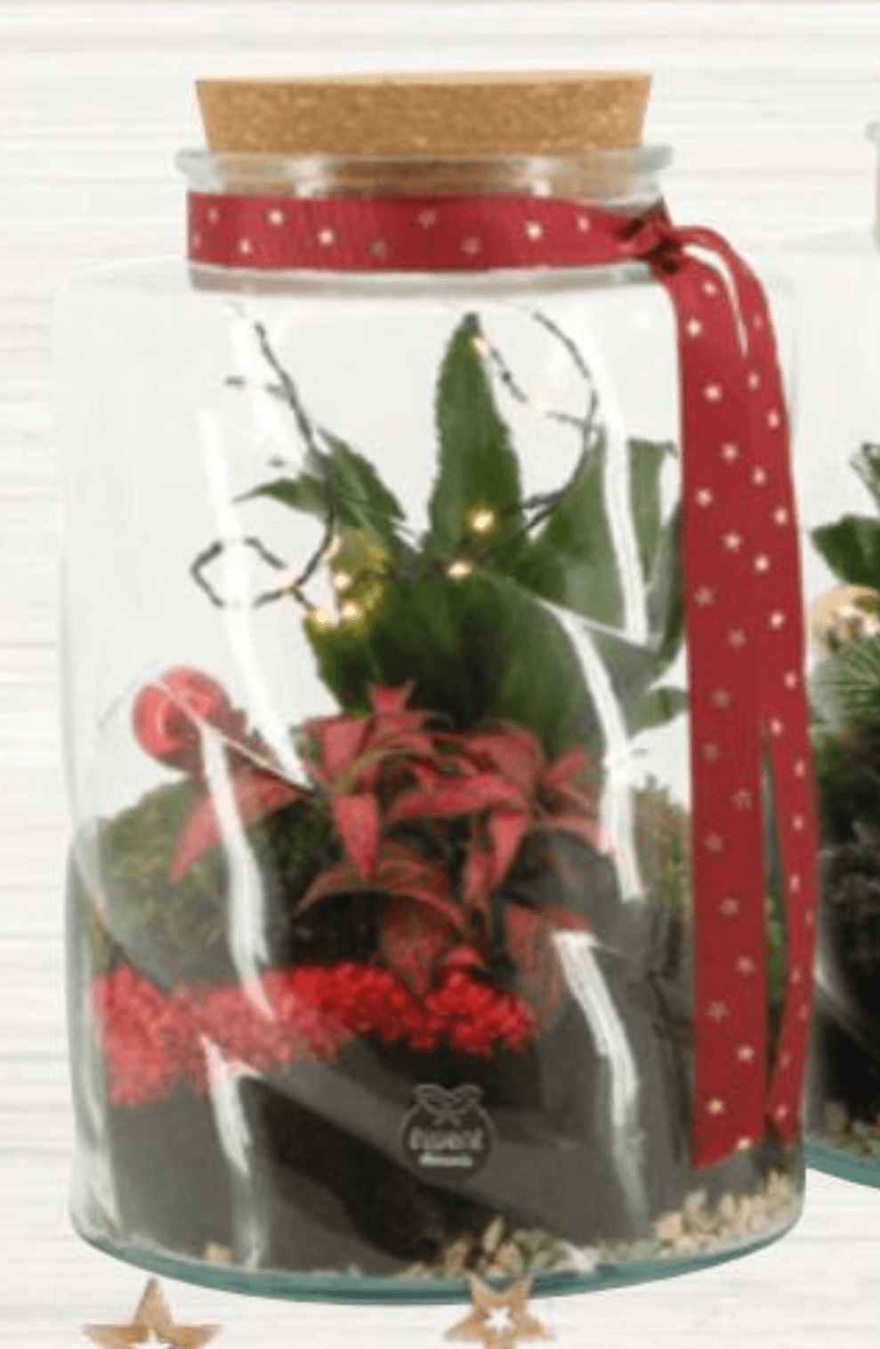 Aranžman u terariju 1 kom - Akcija u trgovini Interspar