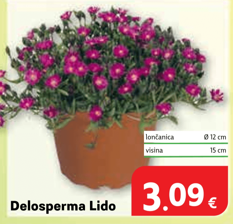 Delosperma Lido lončanica Ø 12 cm, visina 15 cm - Akcija u trgovini Plodine