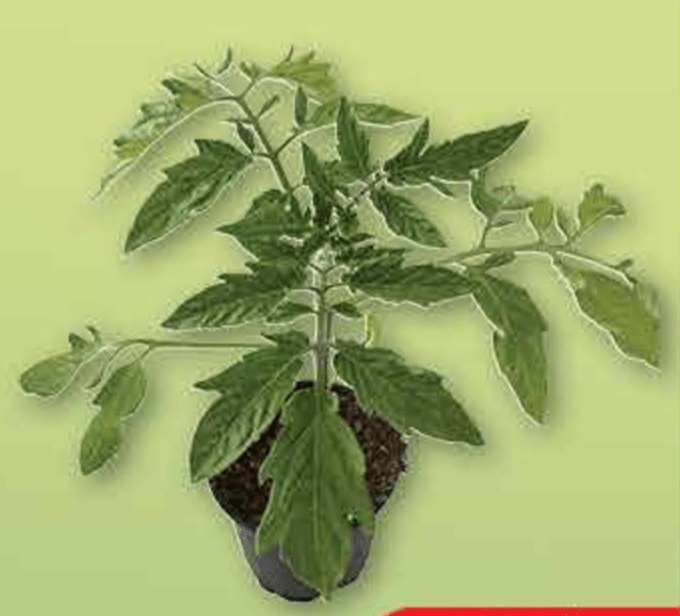 Sadnica Rajčice komad - Akcija u trgovini Plodine