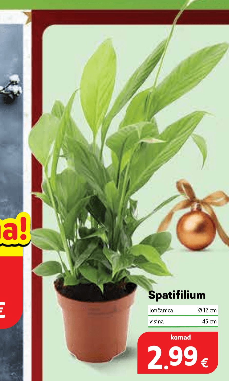 Spatifilium - Akcija u trgovini Plodine