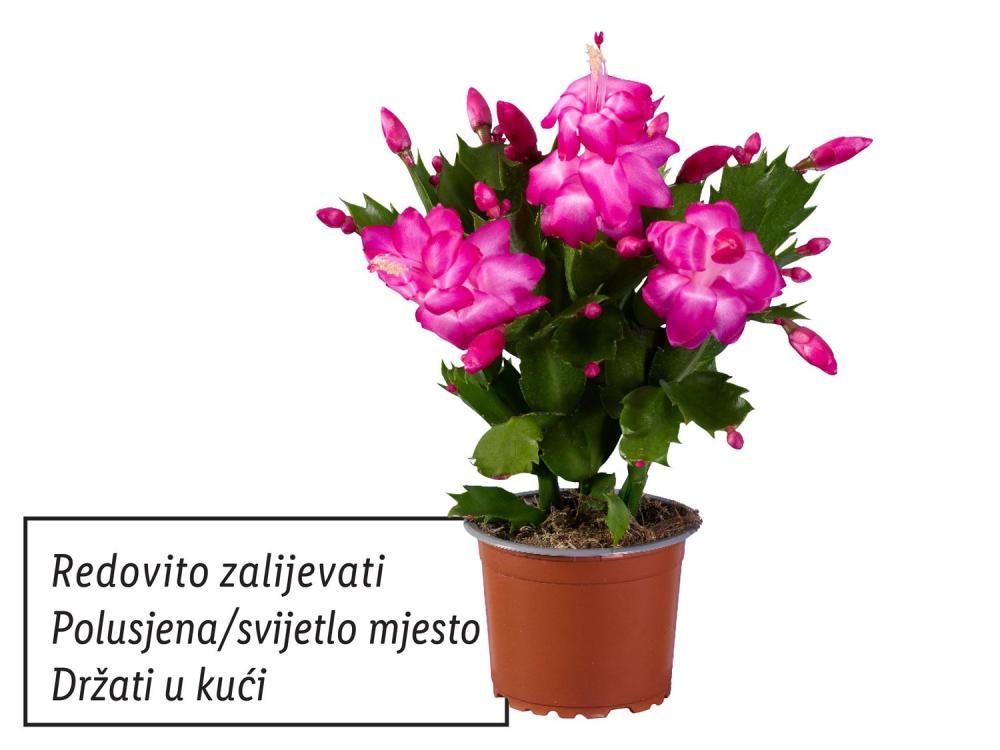 Božićni kaktus XXL Komad - Akcija u trgovini Lidl