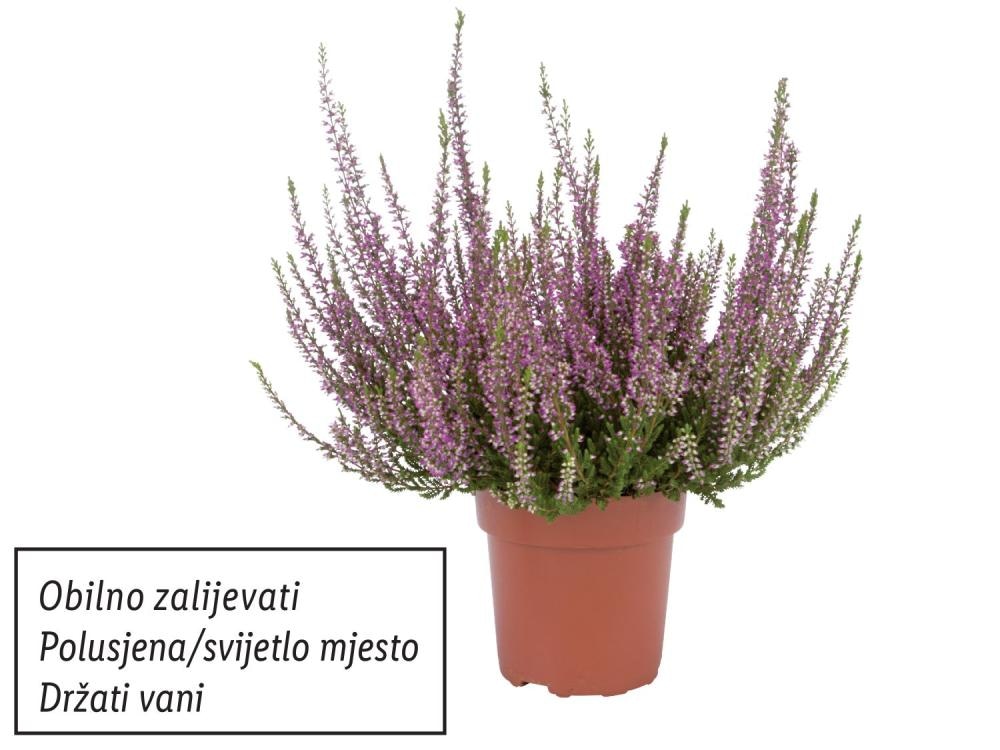 Vrijesak Komad Akcija u trgovini Lidl