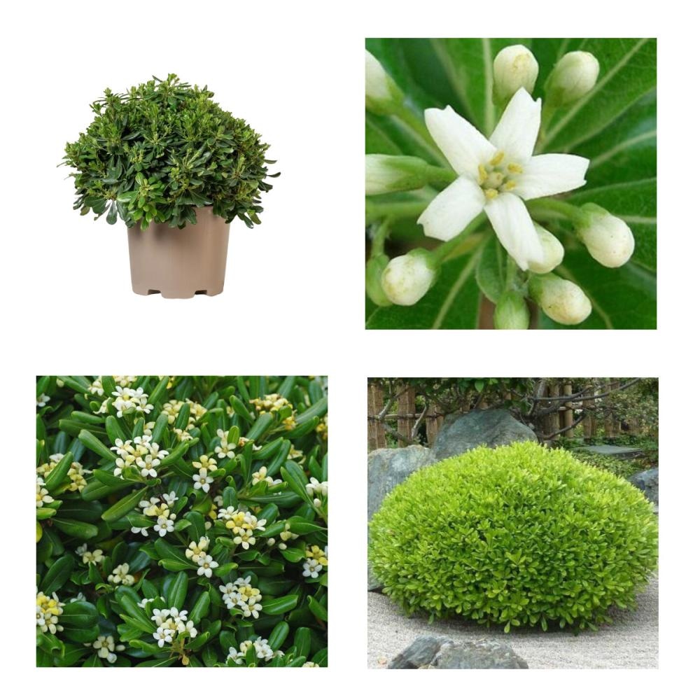 Sadnica Pittosporum Tobira 40-60 cm - Akcija u trgovini Pevex