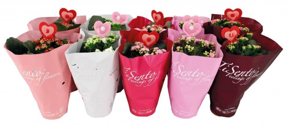 Calandiva Tisento Xmas 1 kom - Akcija u trgovini Interspar