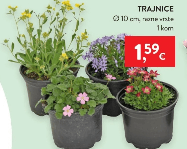 Trajnice 1 kom - Akcija u trgovini Spar