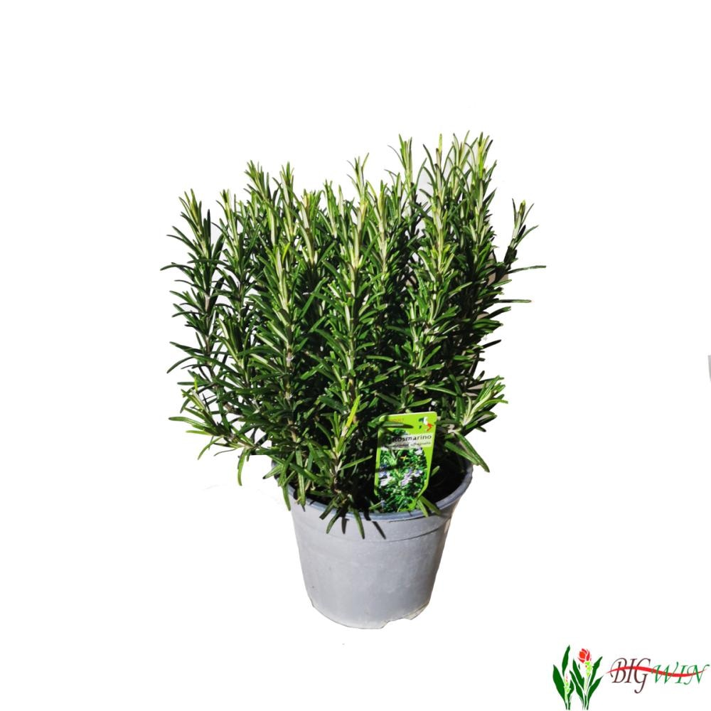 Ružmarin uspravni/puzajući - Akcija u trgovini Bauhaus