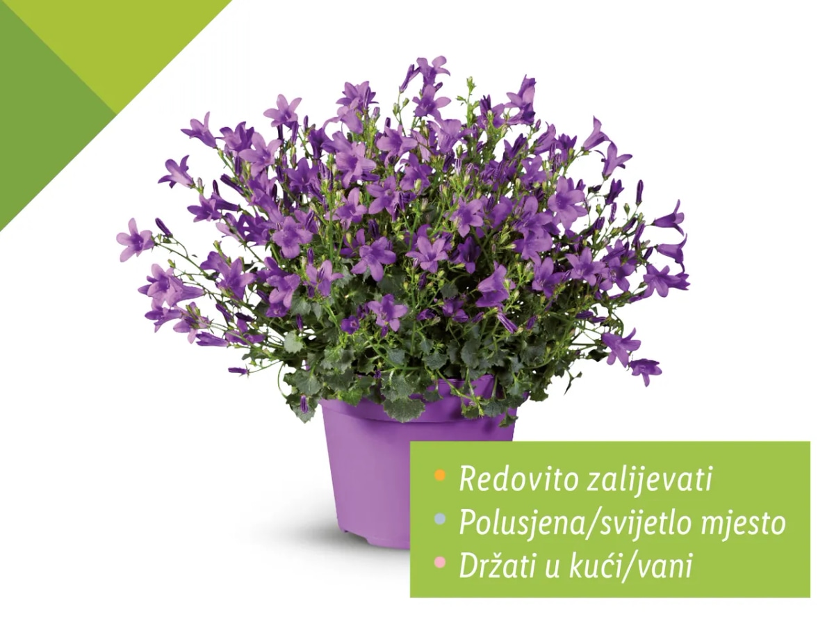 Zvončić - Akcija u trgovini Lidl