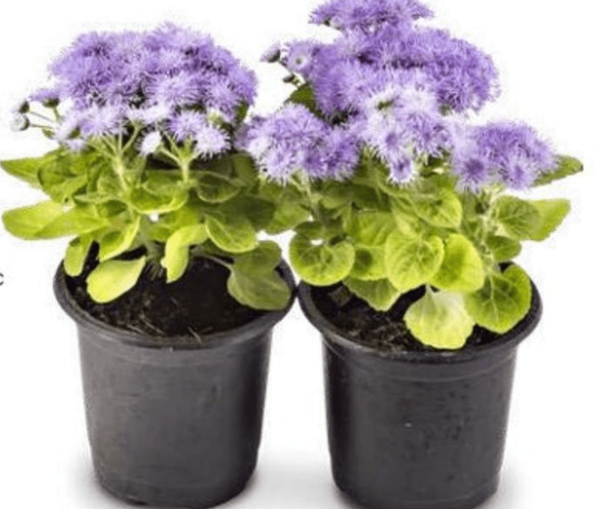 Ljetnice 1 kom - Akcija u trgovini Eurospin