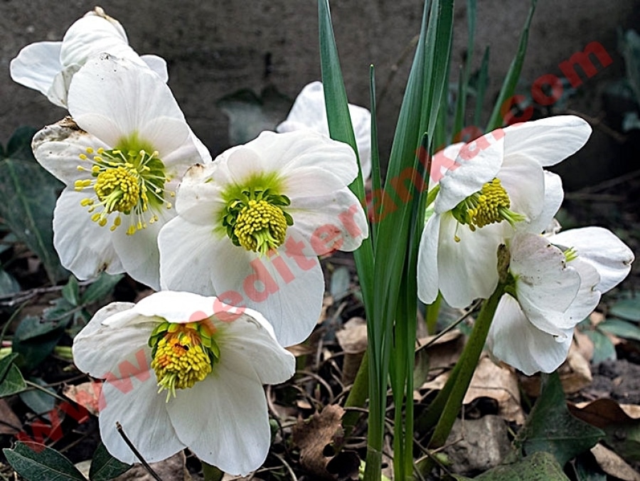 Crni kukurijek T14 - Akcija u trgovini Bauhaus