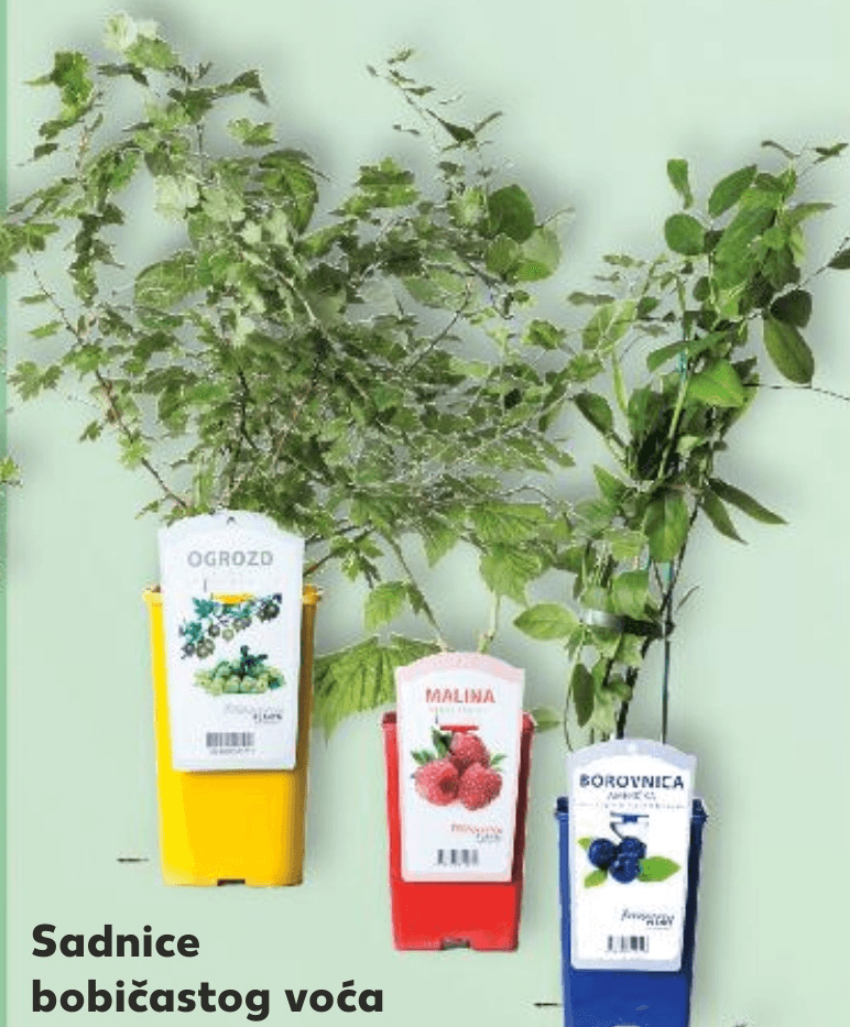 Sadnice bobičastog voća komad - Akcija u trgovini Kaufland