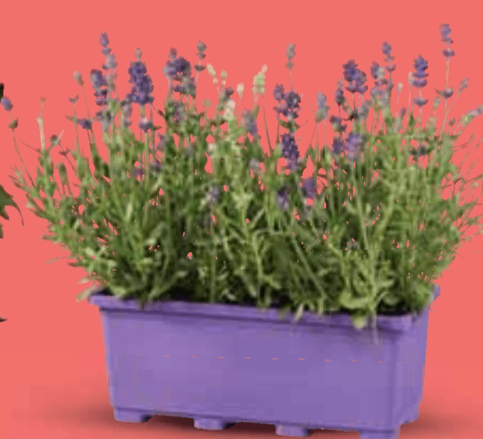 Lavanda - Akcija u trgovini Lidl