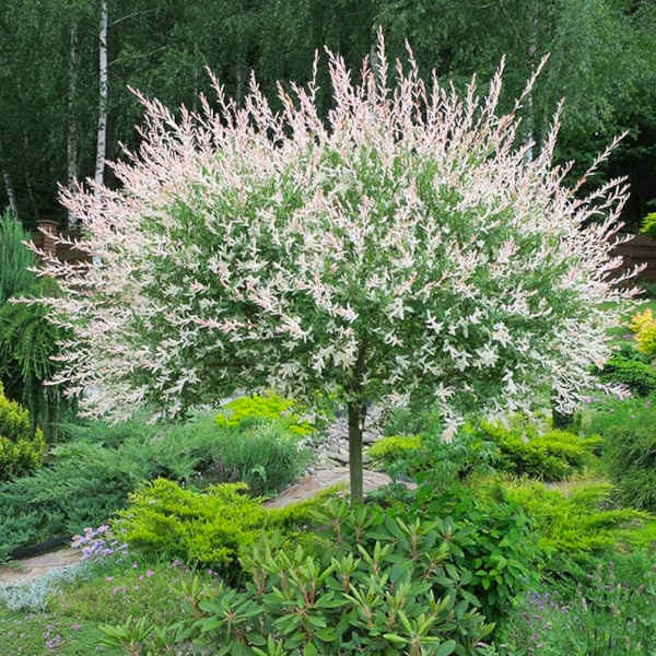 Šarenolisna vrba-salix Hakuro Nishki - Akcija u trgovini Vinkoprom