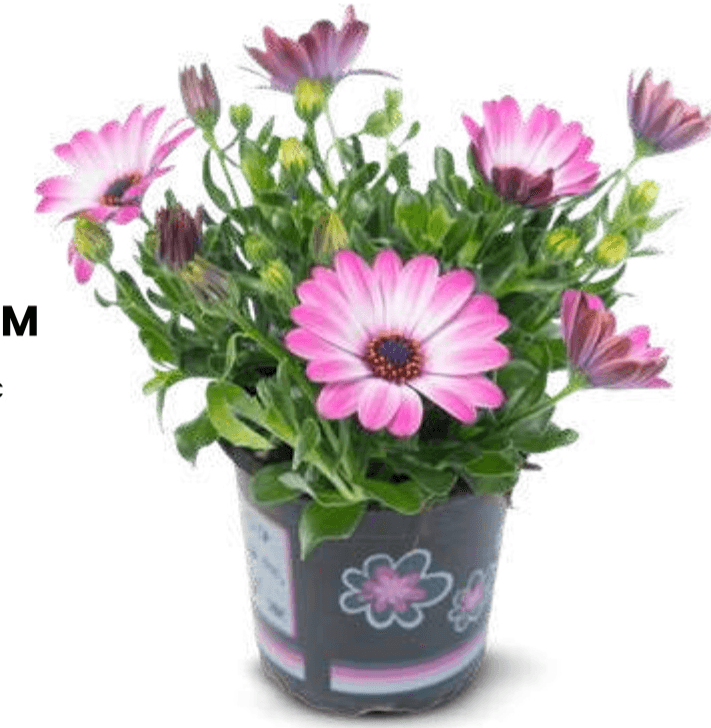Biljka Osteospermum - Akcija u trgovini Eurospin