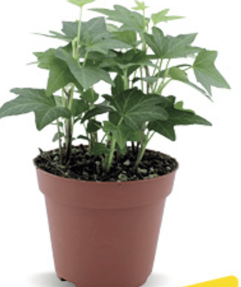 Hedera u tegli promjera 9cm, kom - Akcija u trgovini Konzum