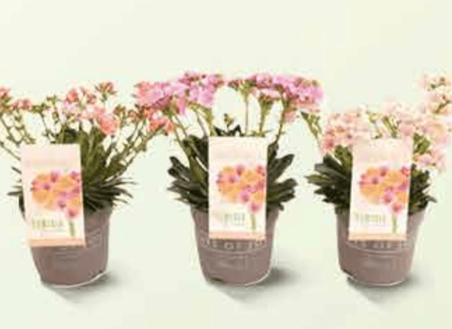 Lewisia lončanica Ø 13 cm, visina 20 cm - Akcija u trgovini Plodine