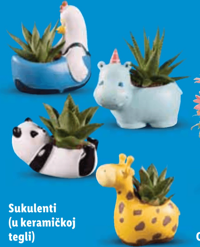 Sukulenti - Akcija u trgovini Lidl