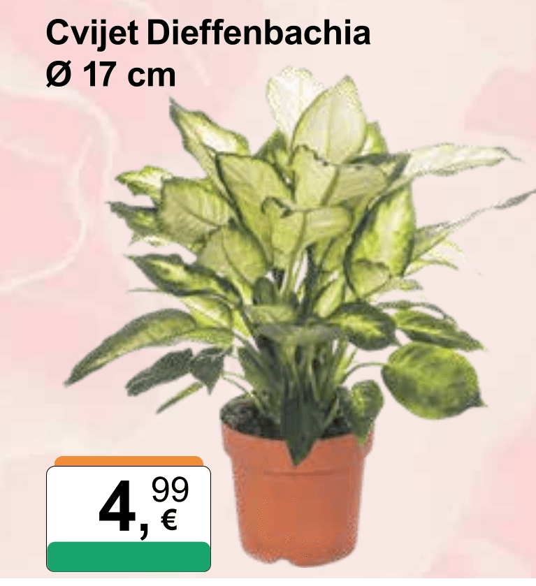 Cvijet Dieffenbachia Ø 17 cm - Akcija u trgovini KTC