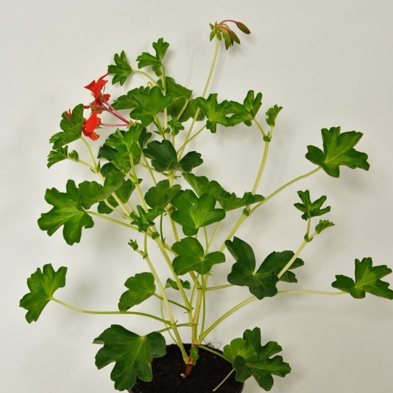 Pelargonija Peltatum lončanica Ø 10 cm, visina 30 cm - Akcija u trgovini Plodine