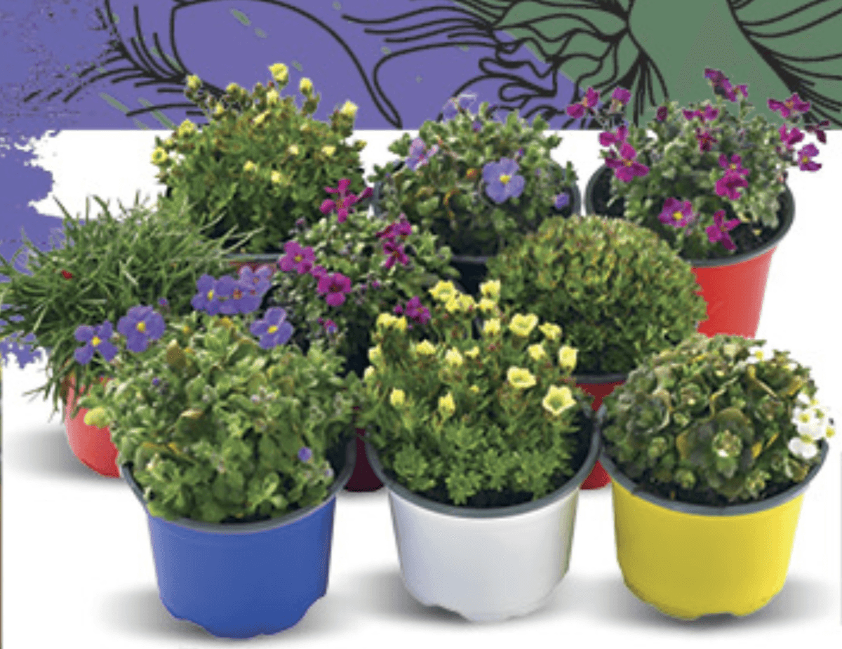 Trajnice Mix 10,5cm, kom - Akcija u trgovini Konzum