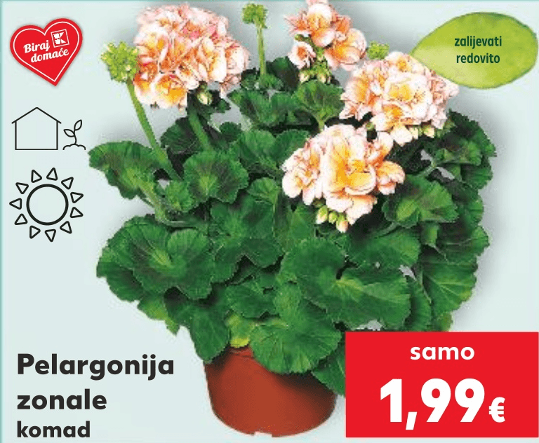 Pelargonija zonale komad - Akcija u trgovini Kaufland
