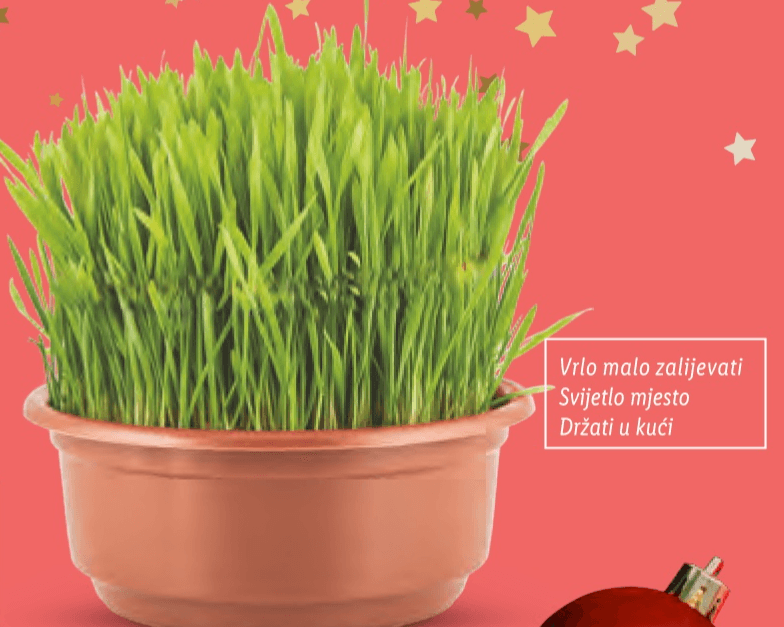 Božićna pšenica - Akcija u trgovini Lidl