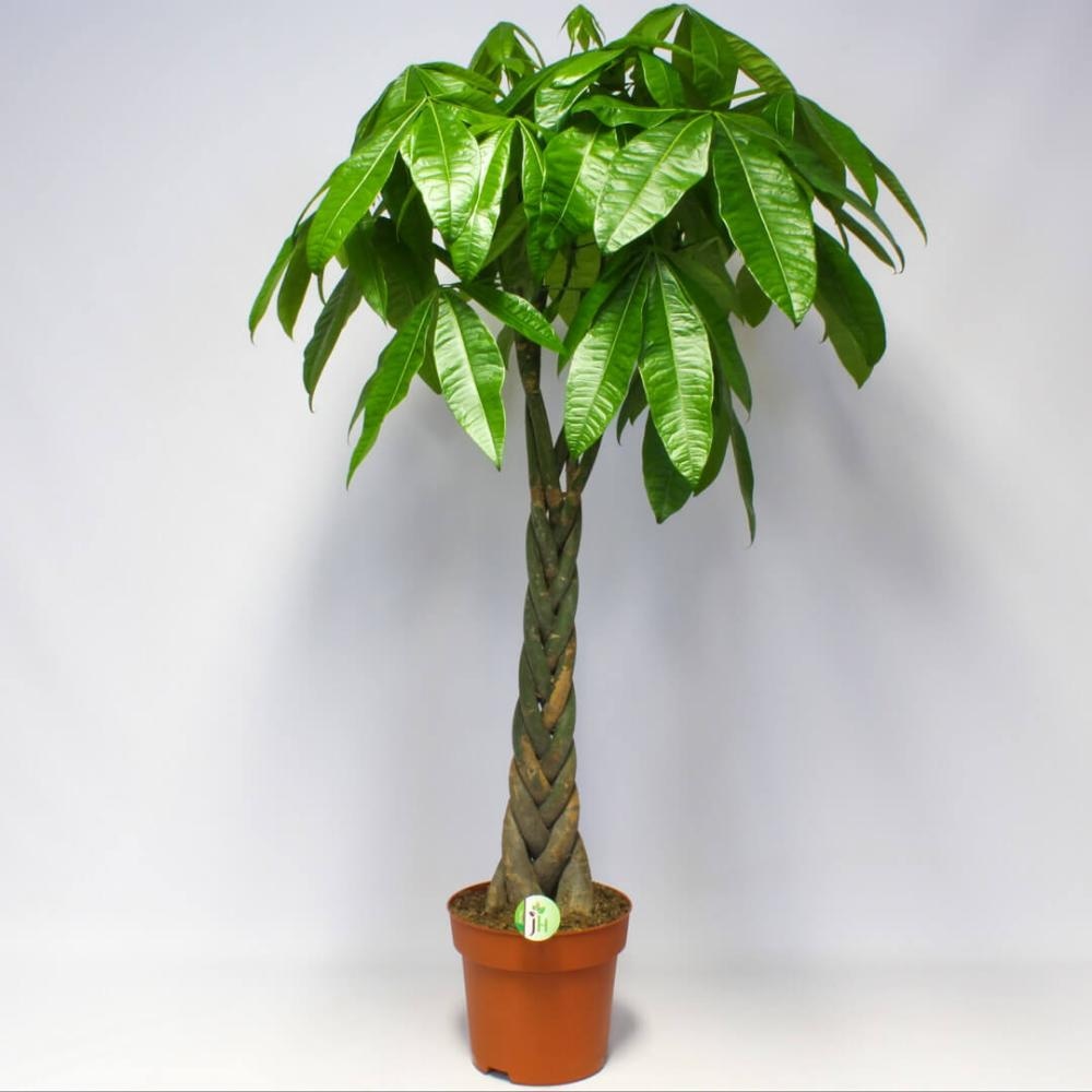 Cvijet Pachira - Akcija u trgovini KTC