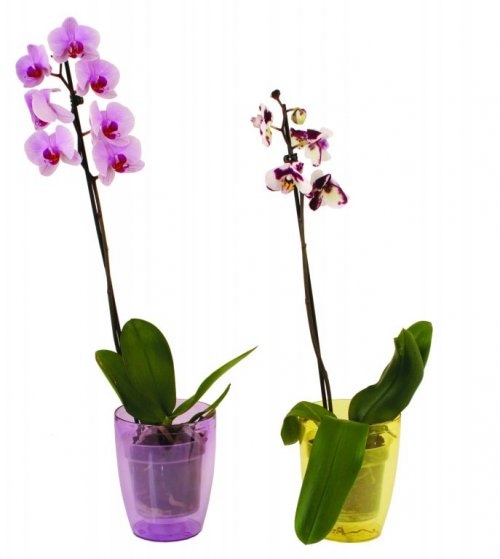Orhideja lončanica Ø 12 cm, visina 70 cm - Akcija u trgovini Plodine