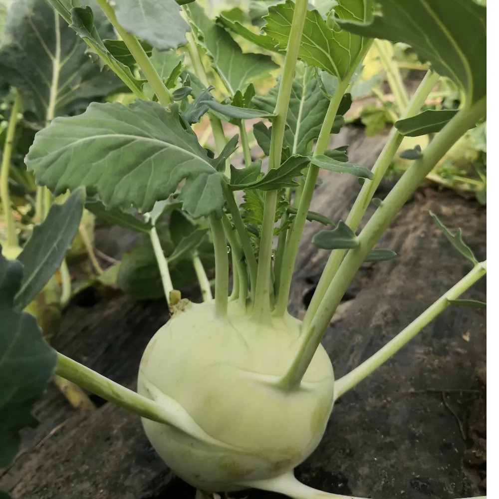 Korabica 1kg - Akcija u trgovini Konzum
