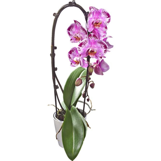 Orhideja Cascade komad - Akcija u trgovini Kaufland