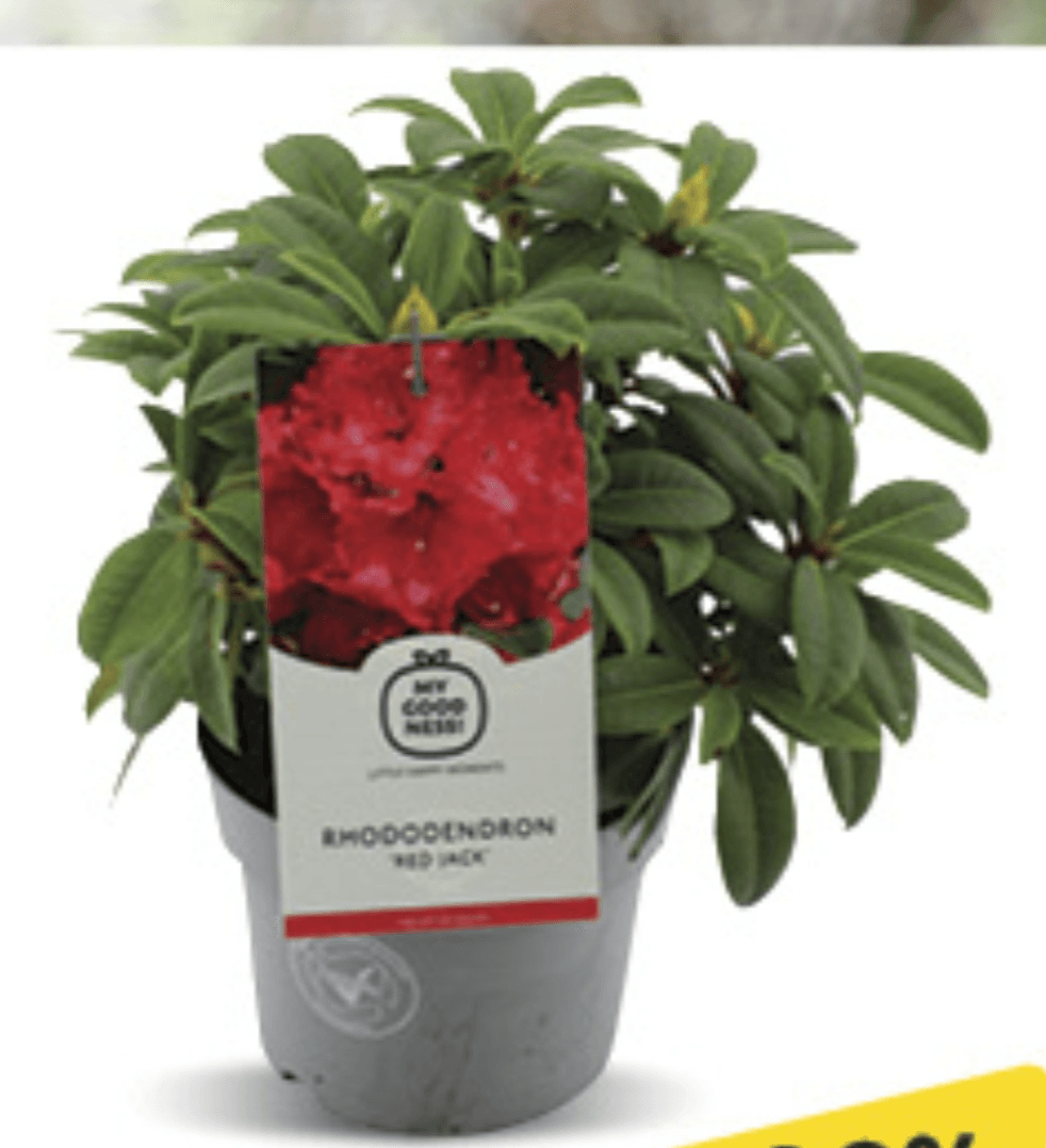 Rhododendron u tegli promjera 17cm, kom - Akcija u trgovini Konzum