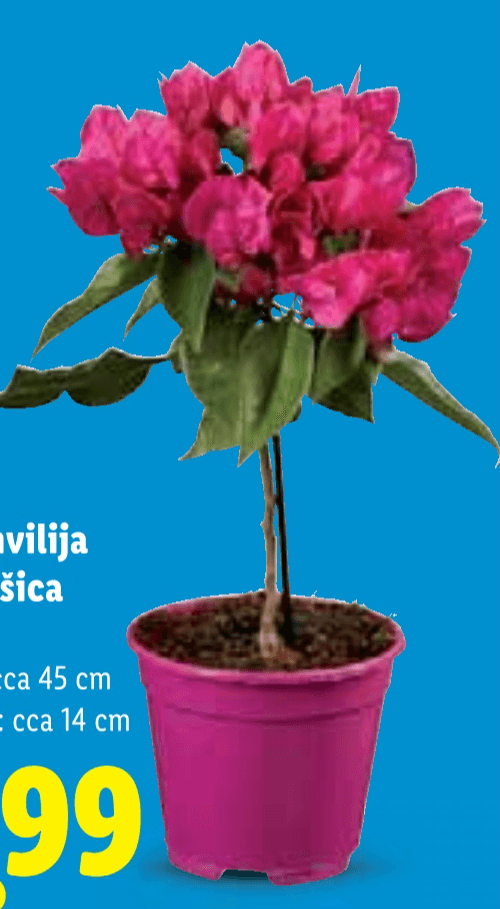 Bugenvilija stablašica - Akcija u trgovini Lidl
