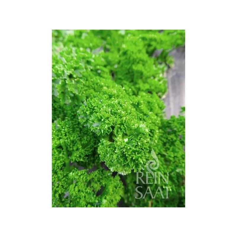 Peršin 100 g - Akcija u trgovini Studenac