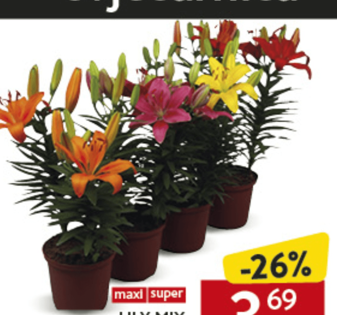 Lily Mix kom - Akcija u trgovini Konzum