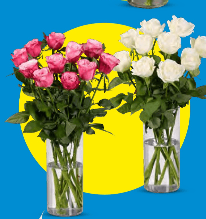 Biljka penjačica/puzavac Komad - Akcija u trgovini Lidl