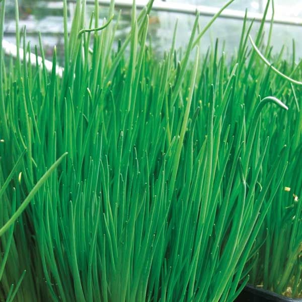 Vlasac 'Alando' Volmary - Akcija u trgovini Bauhaus