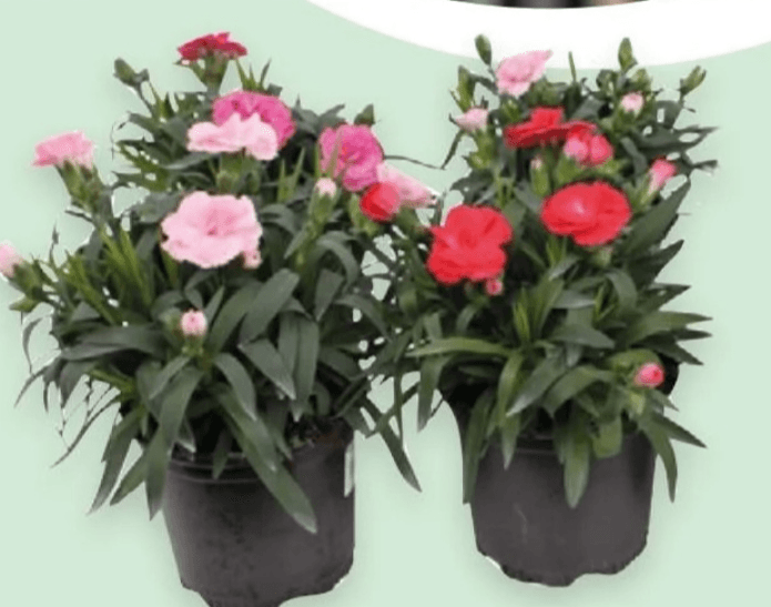 Diantus 1 kom - Akcija u trgovini Spar