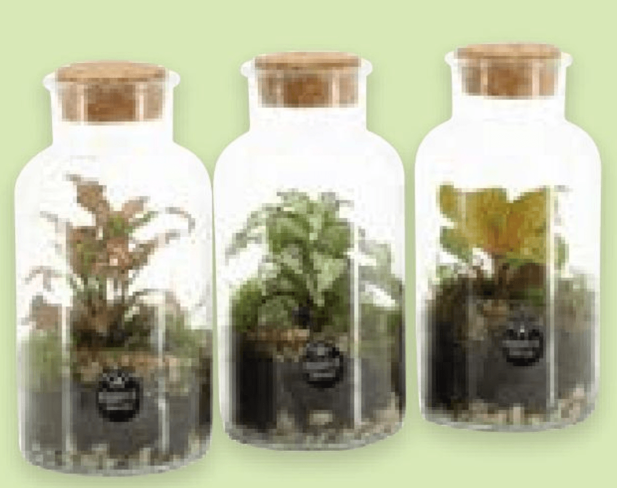 Aranžman u terariju - Akcija u trgovini Spar