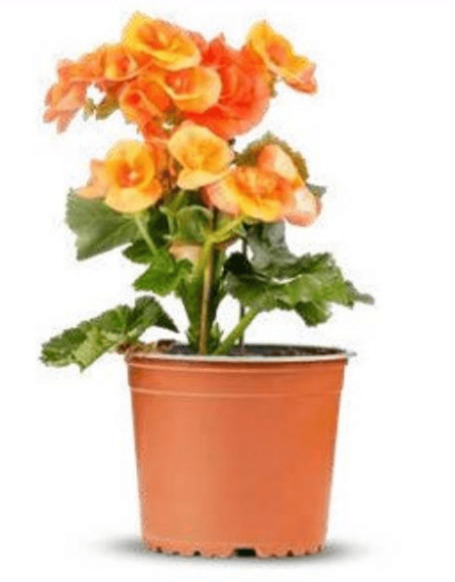 Begonija - Akcija u trgovini Eurospin