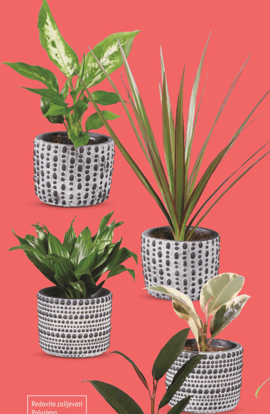 Zeleni mix Komad - Akcija u trgovini Lidl