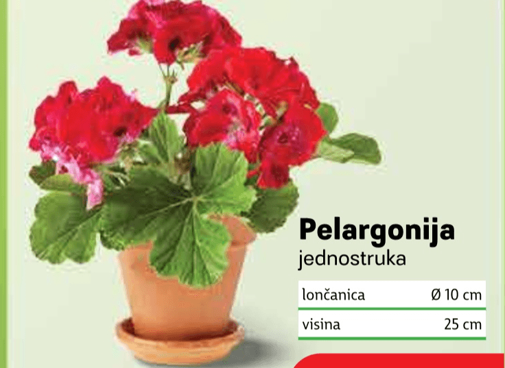 Pelargonija lončanica Ø 10 cm, visina 25 cm - Akcija u trgovini Plodine